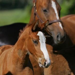 Meet your Posher, Leann